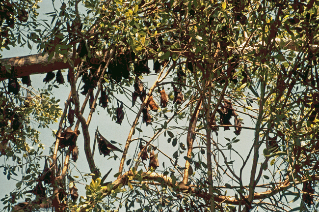 Fliegende Hunde bevölkern den Palmenhain am Mataranka Pool